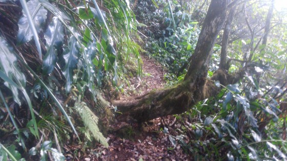 Depuis le Sentier de la Onzième Ligne