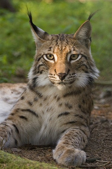 Der eurasische Luchs