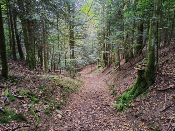 Dernière portion en forêt