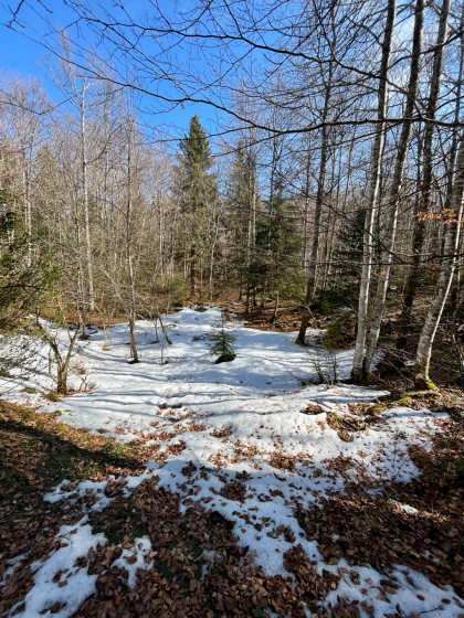 Dernières neiges de février