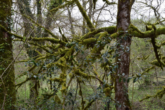 Des branchages moussus