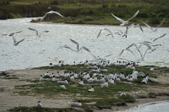des centaines d'oiseaux