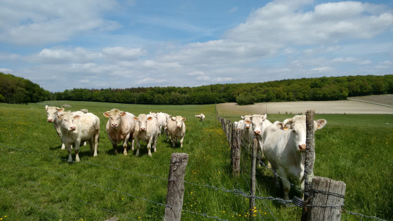 Vaches Charolaises