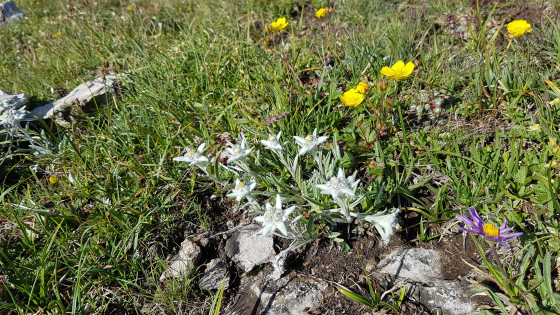 Des edelweiss