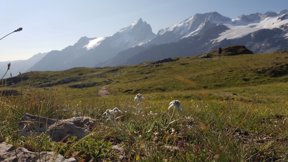 Des edelweiss