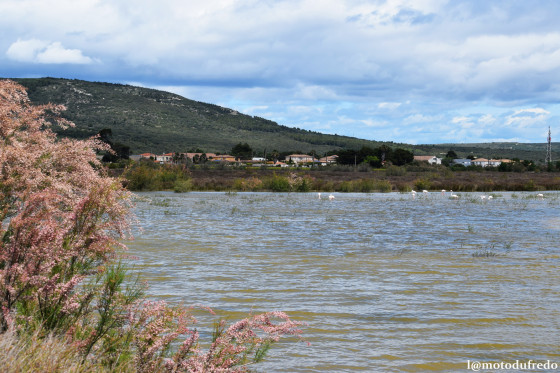 Des flamants roses