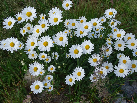 Des fleurs du montagne.