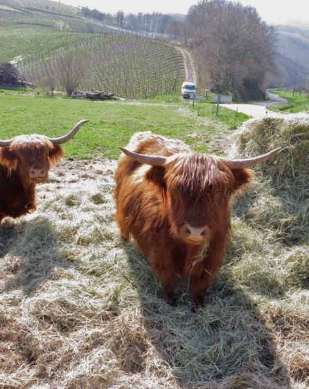 Des Highlands