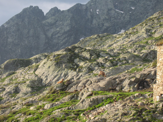 Des isards &agrave; c&ocirc;t&eacute; de la cabane de Soucarrane