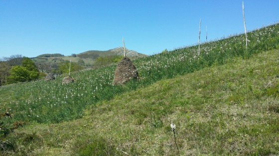des meules de foin à l\' ancienne