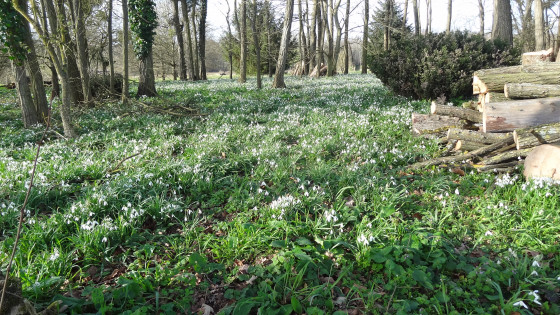 Des perce-neige à perte e vue dans les sous bois