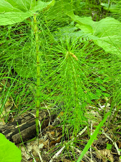 Des plantes insolites sur le chemin menant à la cascade