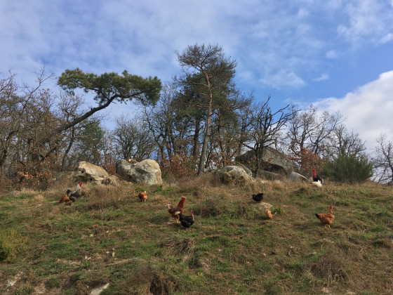 Des poules
