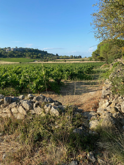 Des rocs et des vignes