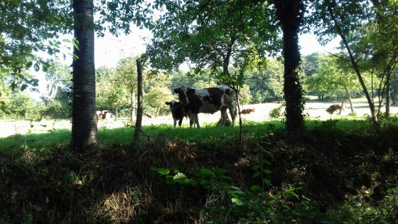 Des vaches