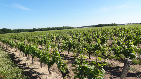 Des vignes à perte de vue