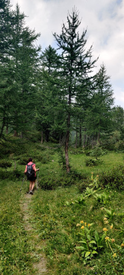 Descente dans la forêt herbeuse