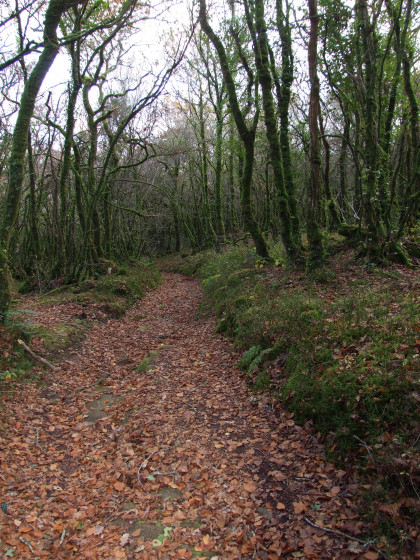 Descente dans le bois