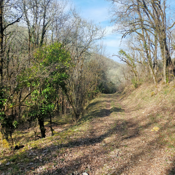 Descente douce entres les chênes verts