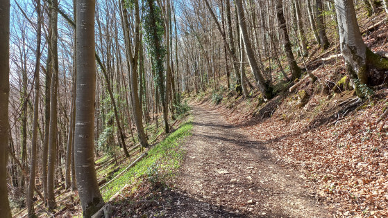 Descente GR 559