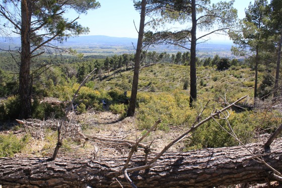 Descente vers Caromb en terrain déboisé
