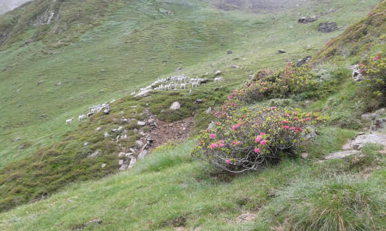 Descente vers le lac