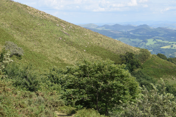 Descente