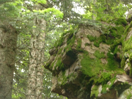 Détail du sphinx moussu