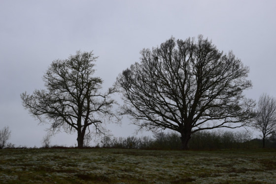 Deux beaux arbres