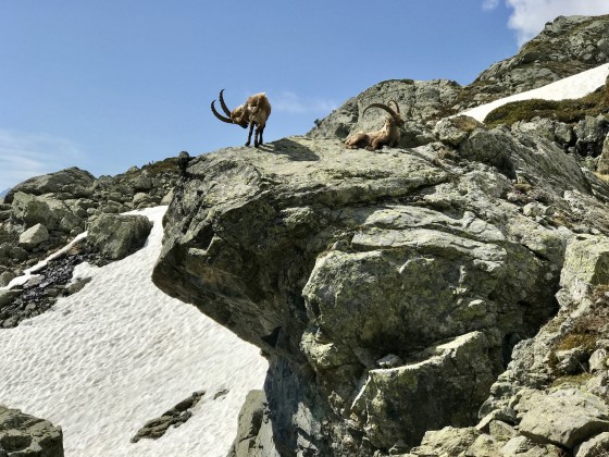 Deux bouquetins sous les Trois Laux