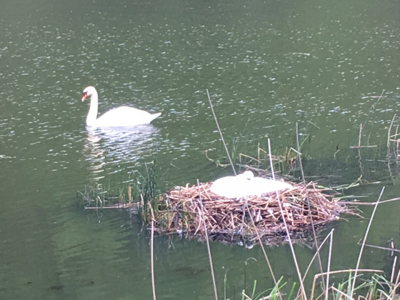 Deux cygnes sur un étang