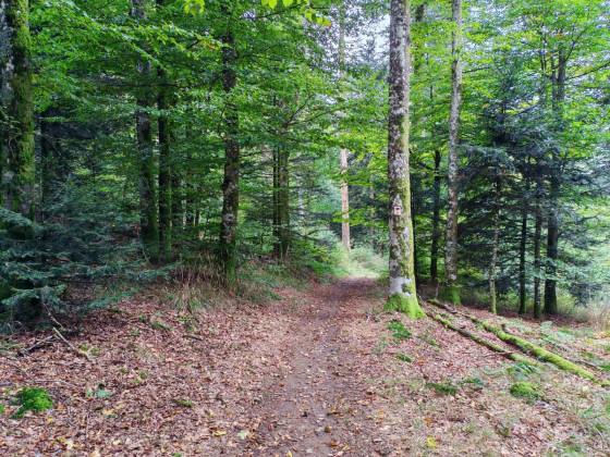 Deuxième partie de la descente