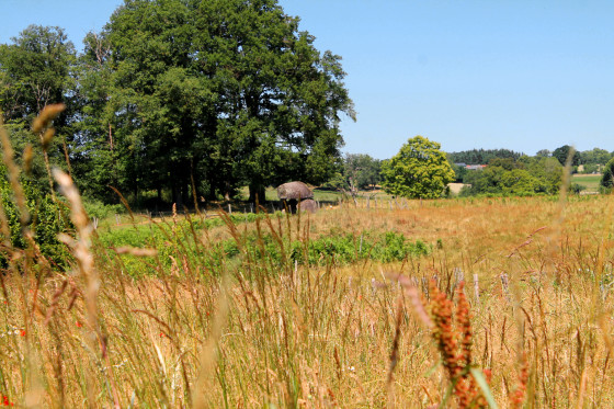 Dolmen de la Pierre Folle en &eacute;t&eacute;