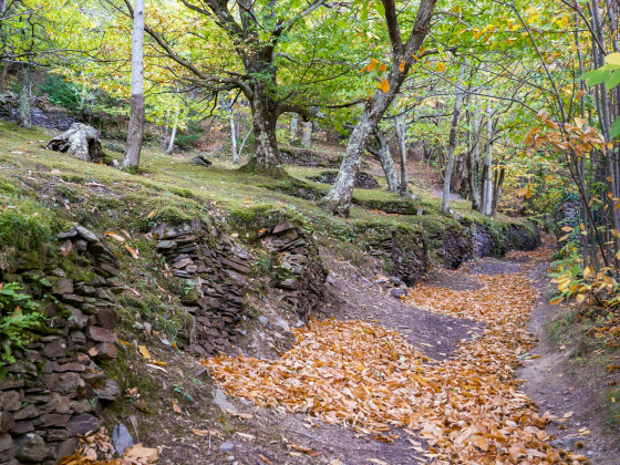 Doux automne
