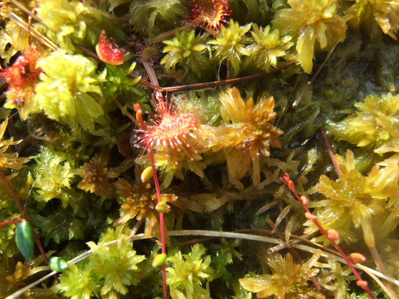 Droséras (Rossolis)
