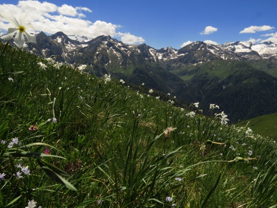du Tuc d\'AUbas: Massif de la Maladeta, pic de la Mine et de Sauvegarde, Narcissus poeticus, Narcisse des poètes, Amaryllidaceae