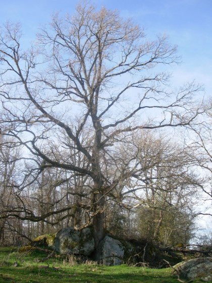 Du végétal dans le minéral