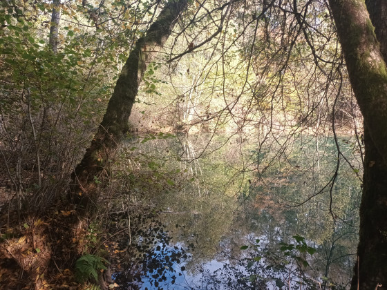 Eau et foret 2