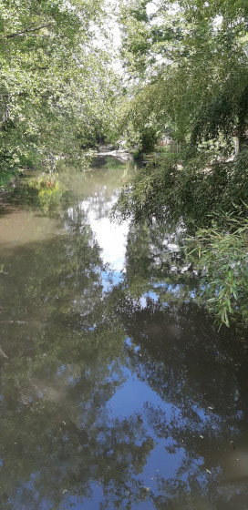 Eau très calme de la Juine