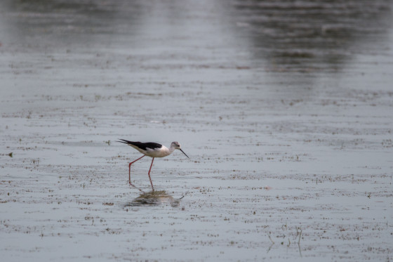 Echasse blanche