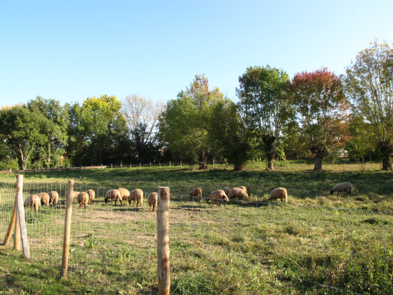 &Eacute;copaturage