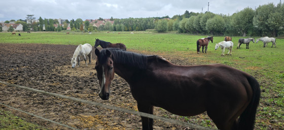 Ecuries du parc du Château de Plaisir