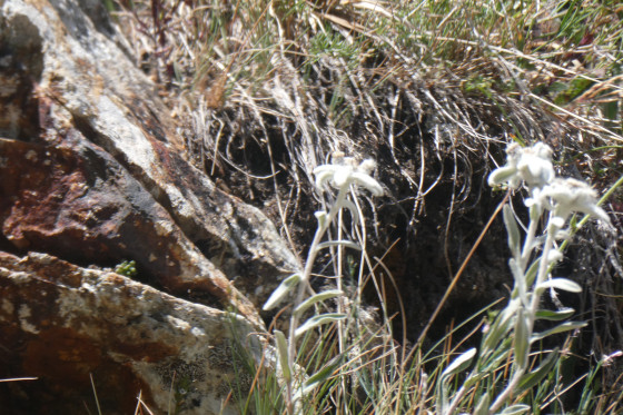 Edelweiss