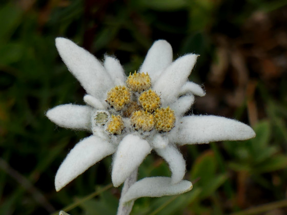 Edelweiss