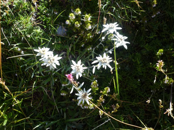 Edelweiss