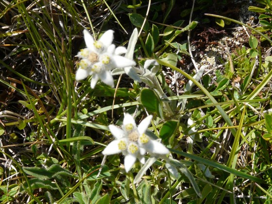 Edelweiss