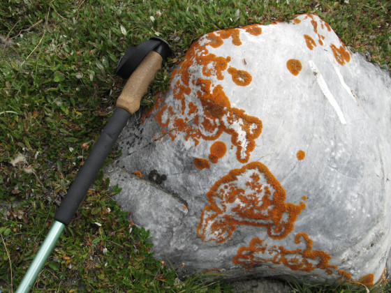 Effets graphiques du lichen