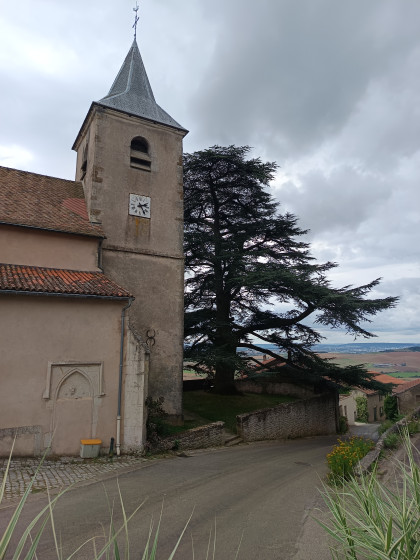 Eglise St Jean Baptiste et son cèdre du Liban  (classé arbre remarquable)