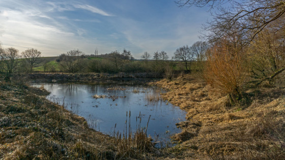 L\'un des étangs à crapauds