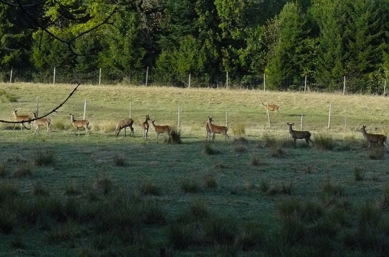 elevage de cerfs